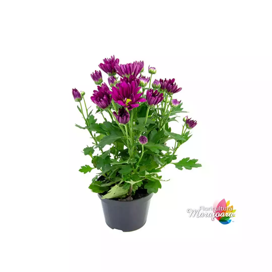 Crisântemo Lilás Plantado P13