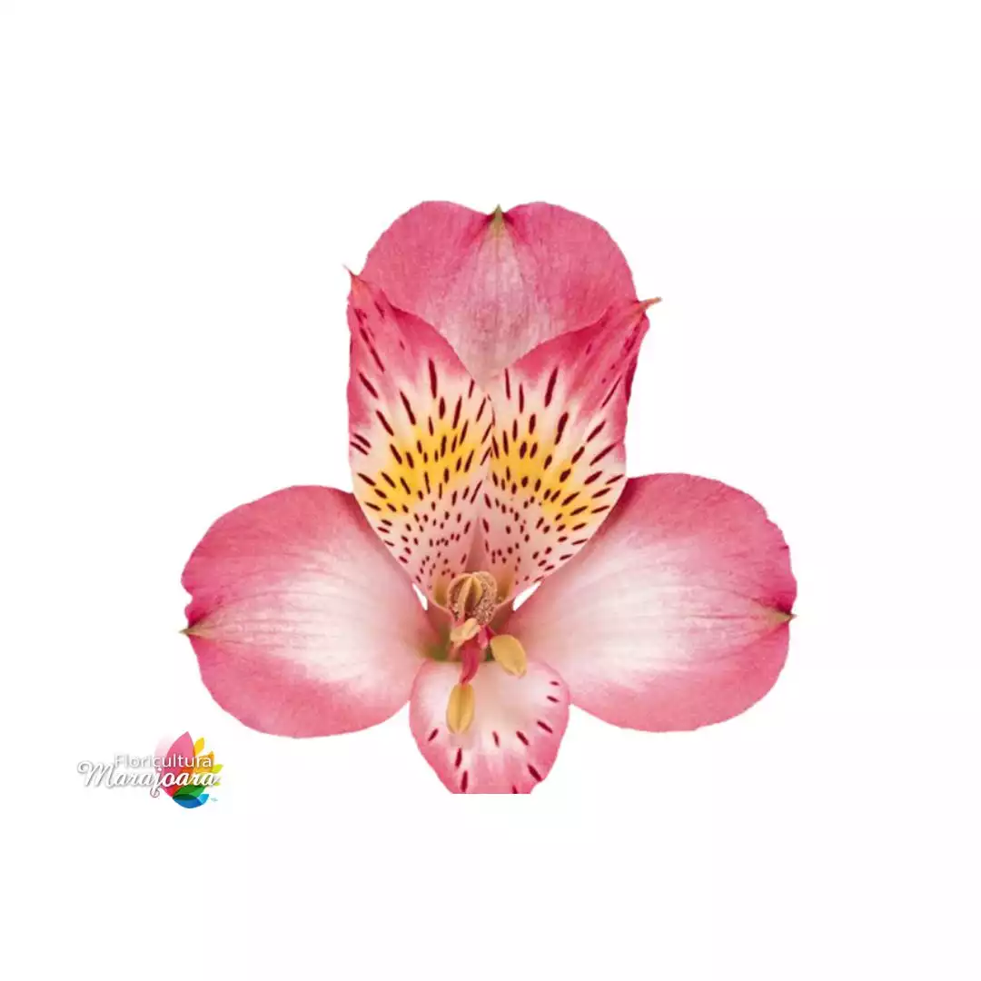 Astromélia Pink haste