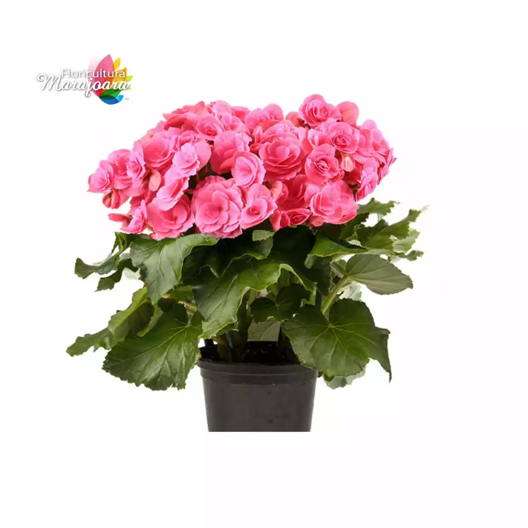 Begônia Rosa Plantada P15
