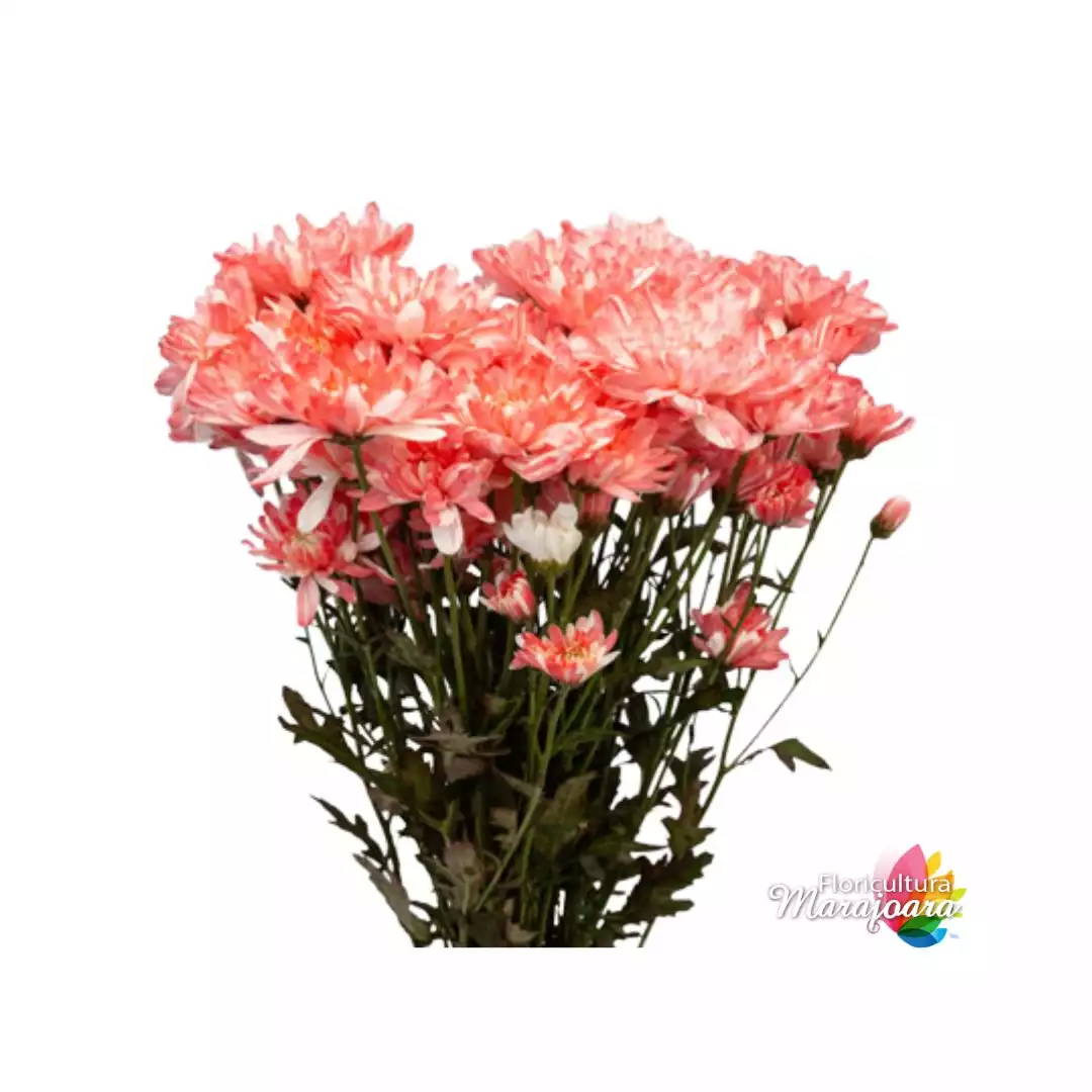 Crisântemo Rosa tingido maço