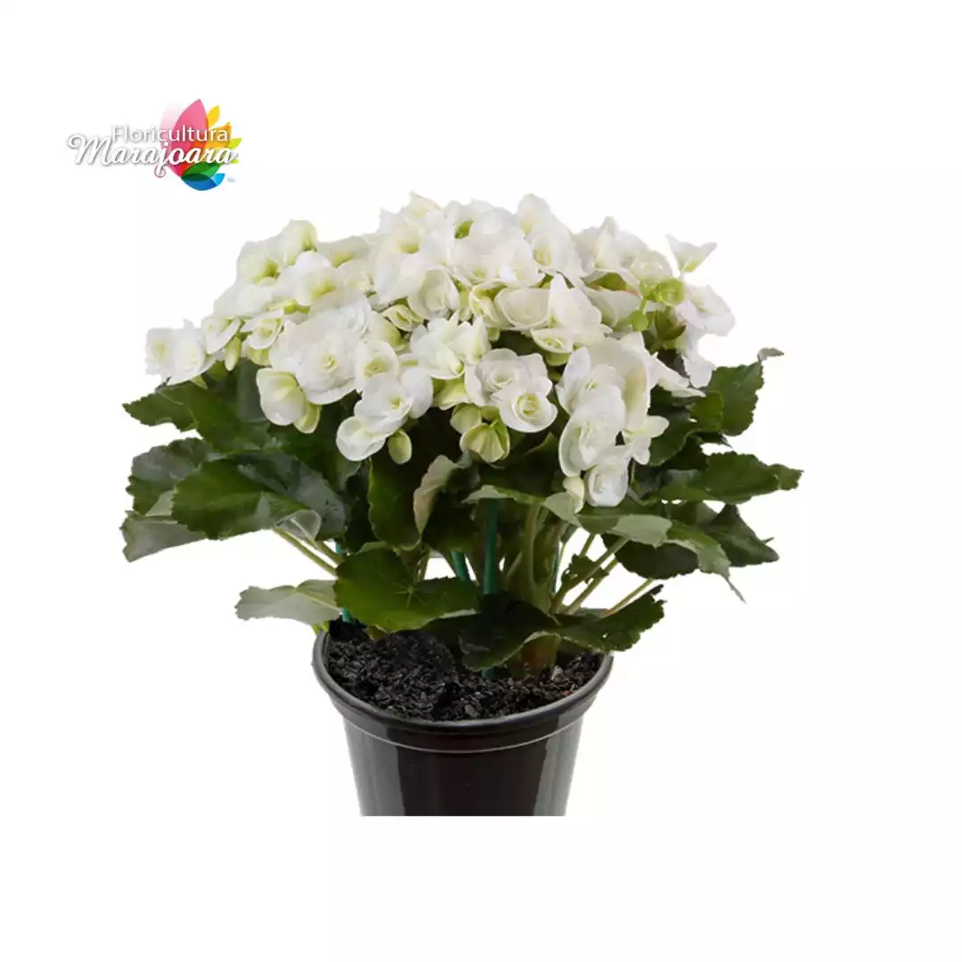 Begônia Branca Plantada P11