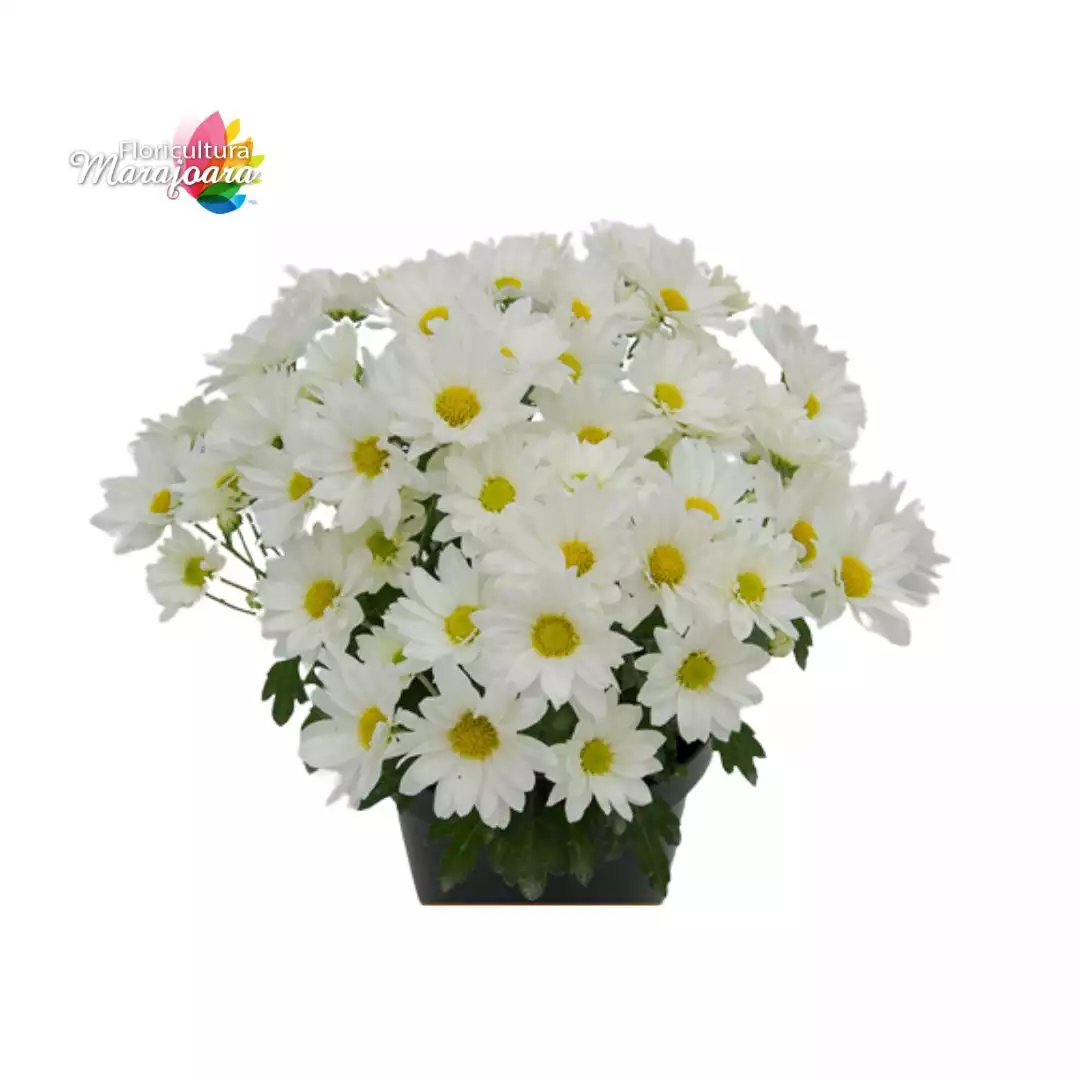 Crisântemo Branco Plantado P13