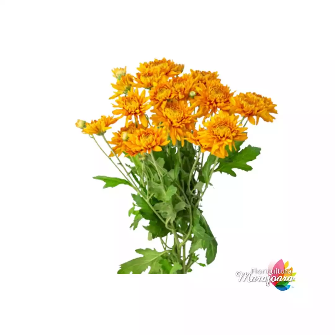 Crisântemo Laranja maço
