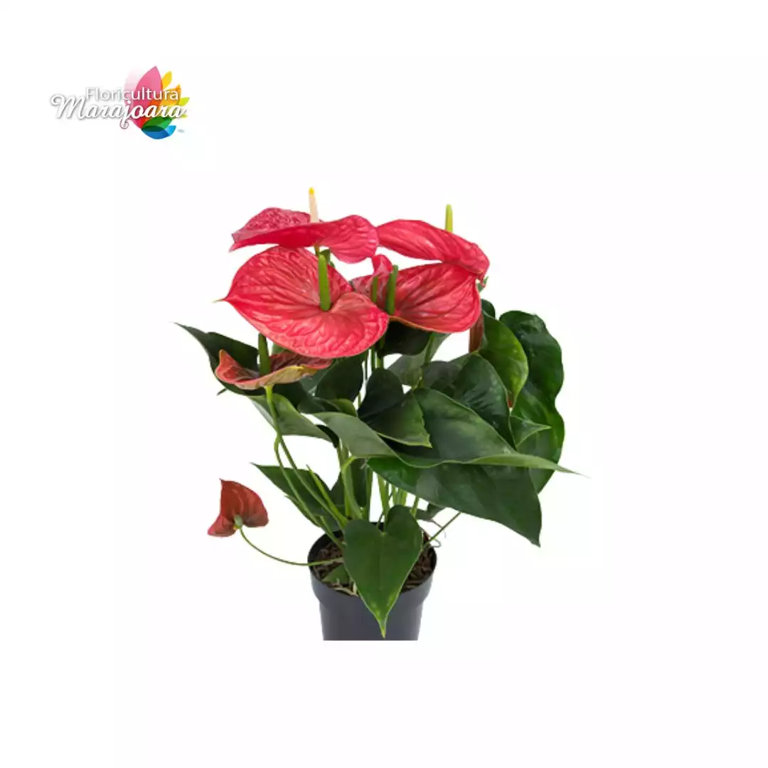 Antúrio Vermelho Plantado P17