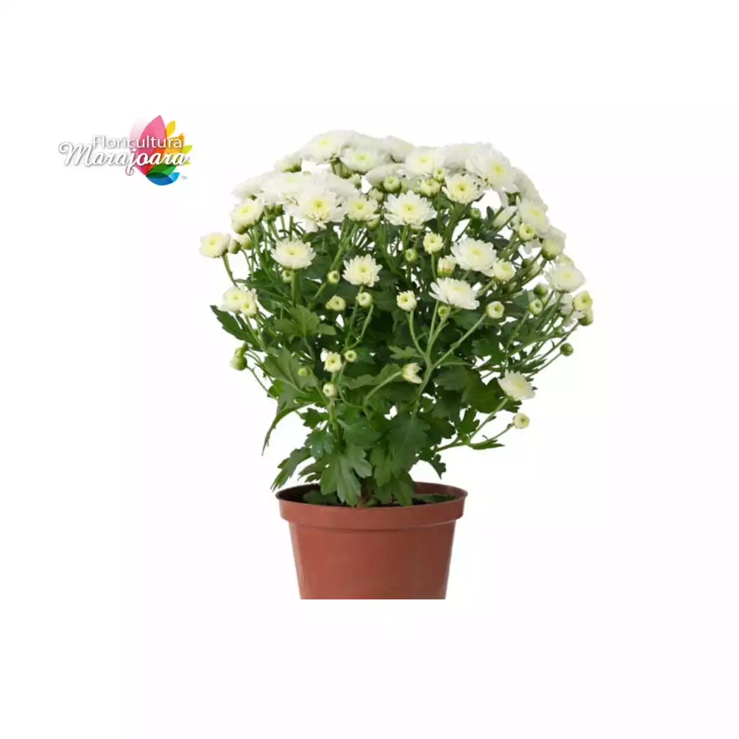 Crisântemo Bola Belga Branco Plantado P11