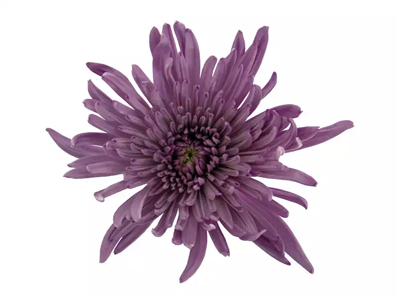 Anastácia Lilac haste