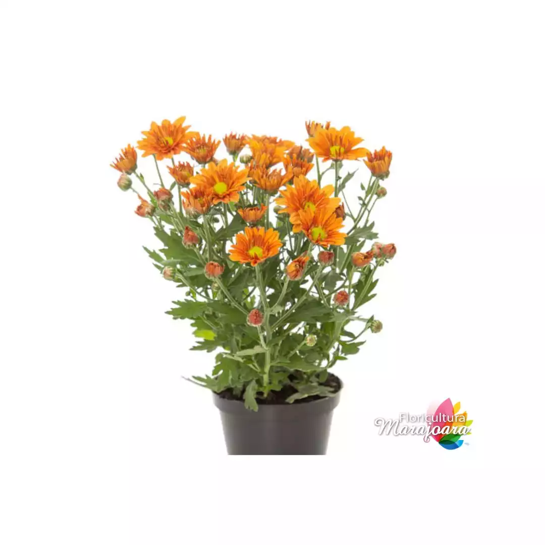 Crisântemo Laranja Plantado P11