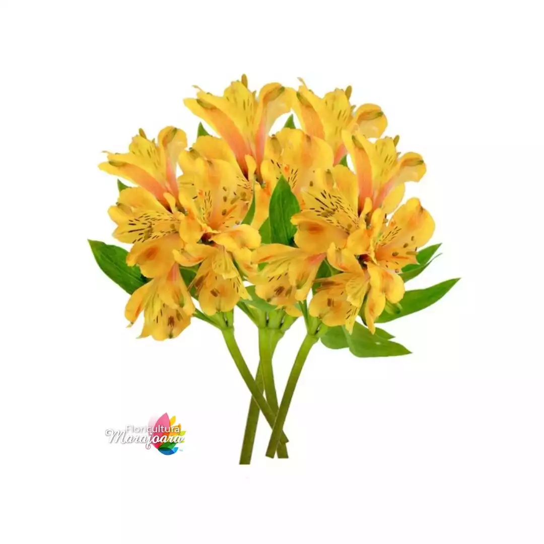 Astromélia Amarela haste