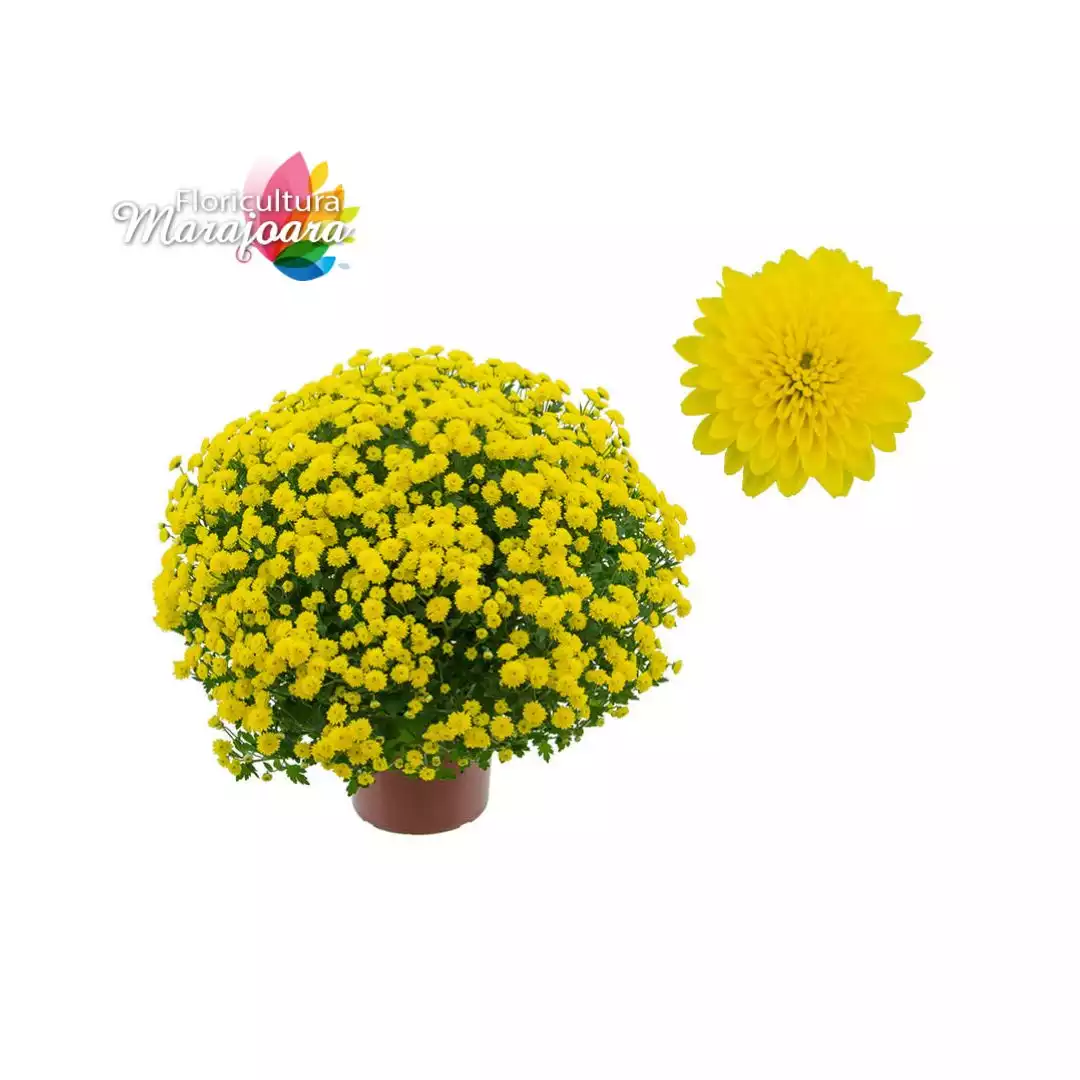 Crisântemo Bola Belga Amarelo Plantado P20