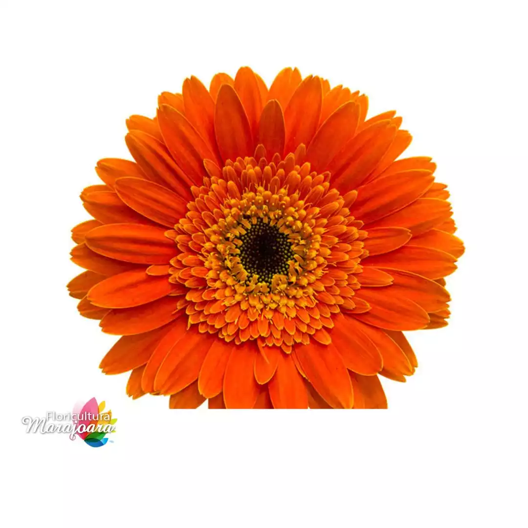 Gérbera Laranja Haste