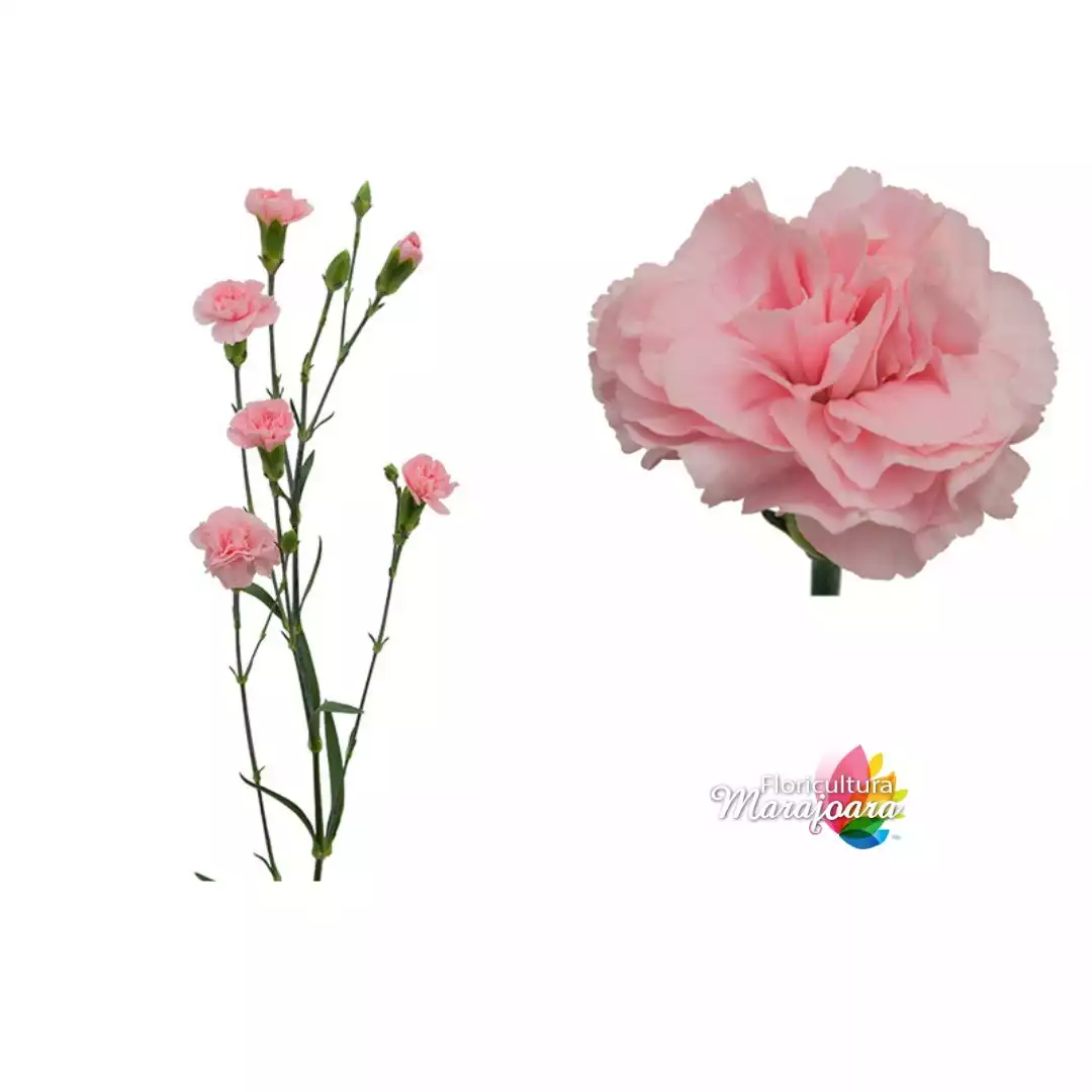 Cravina Rosa - haste