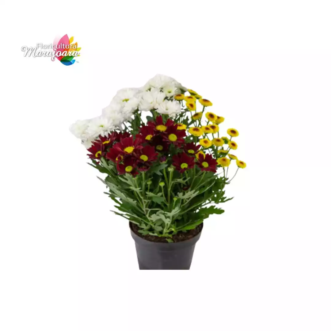Crisântemo Carnaval Plantado P11