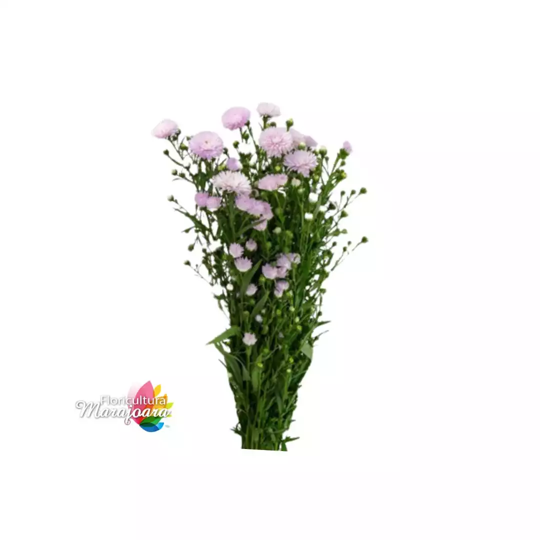 Aster Mariana Rosa maço