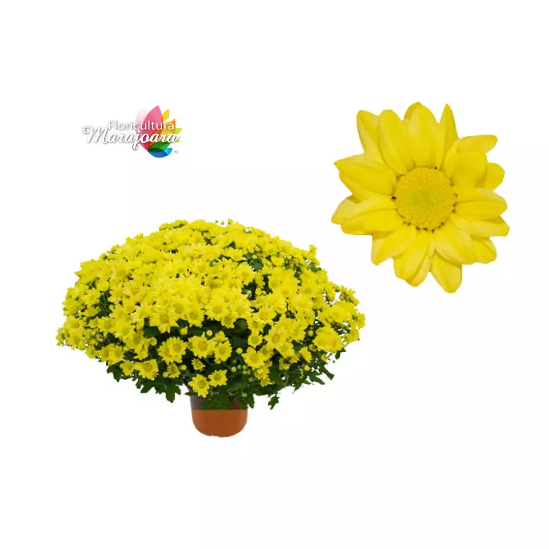 Crisântemo Bola Belga Amarelo Plantado P15
