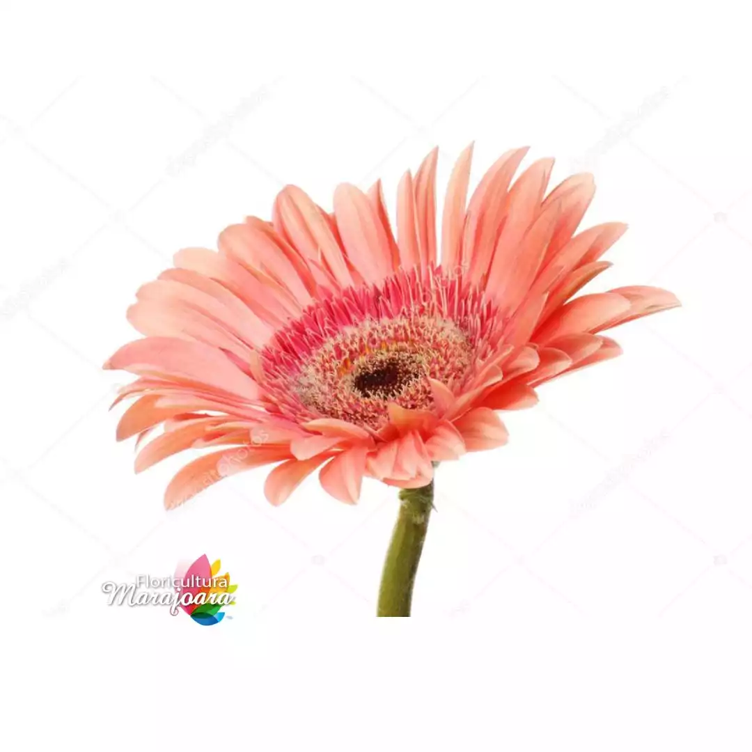 Gérbera Salmão Haste