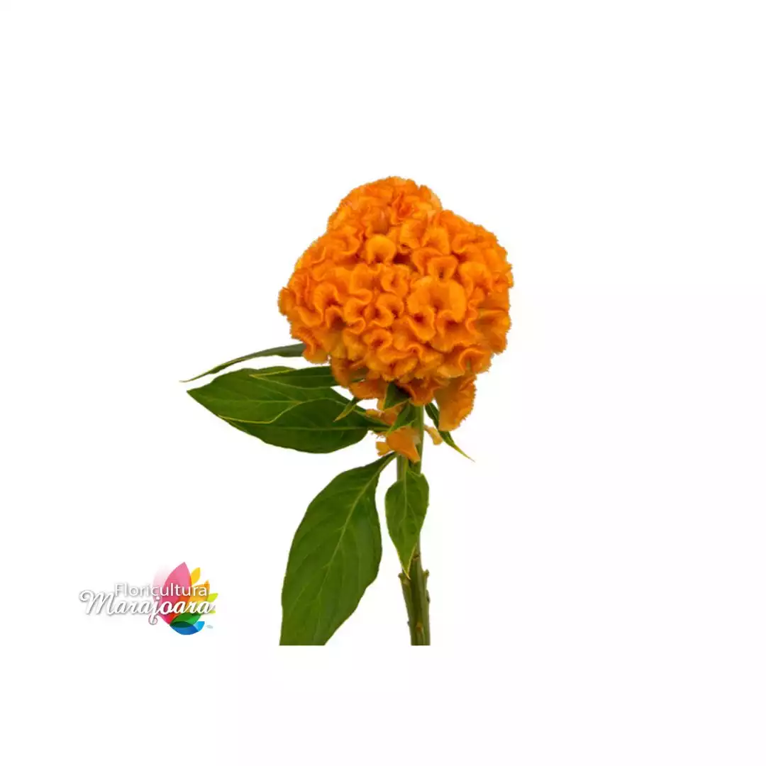 Celósia Laranja - haste