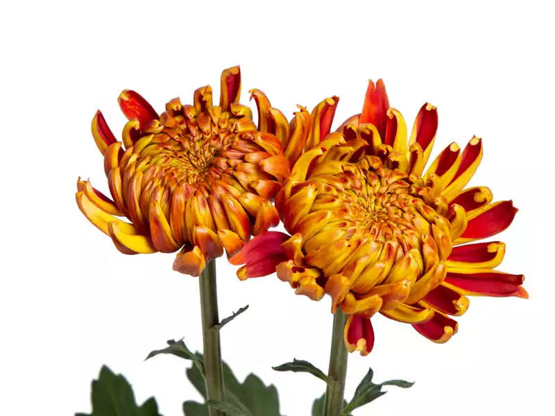 Anastacia Dark Fuego haste