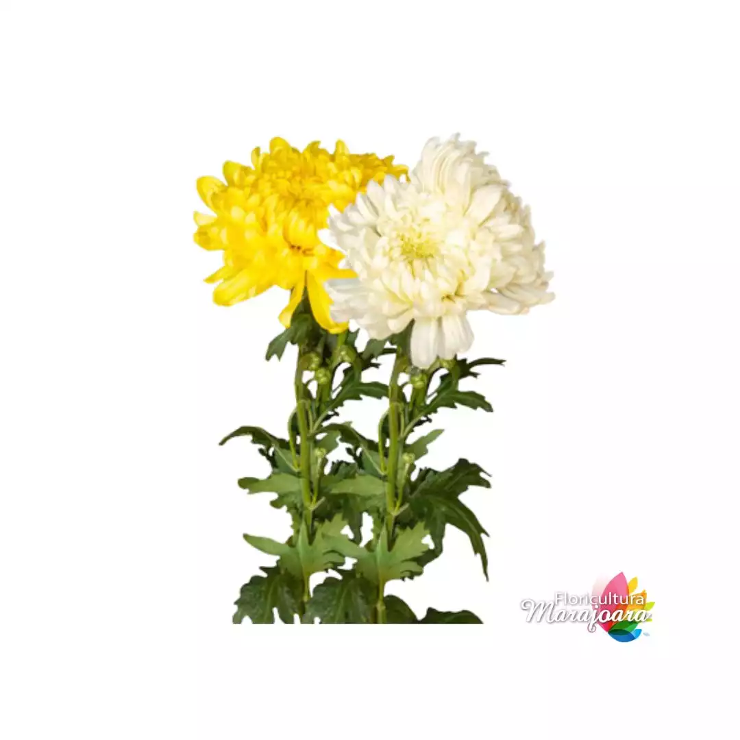 Crisântemo Snowdonw Haste