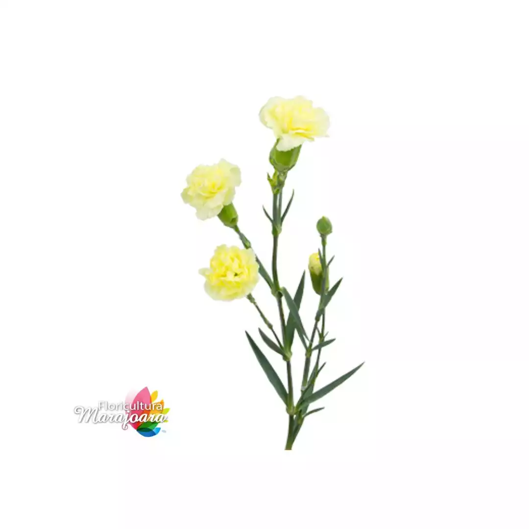 Cravina Amarela - haste