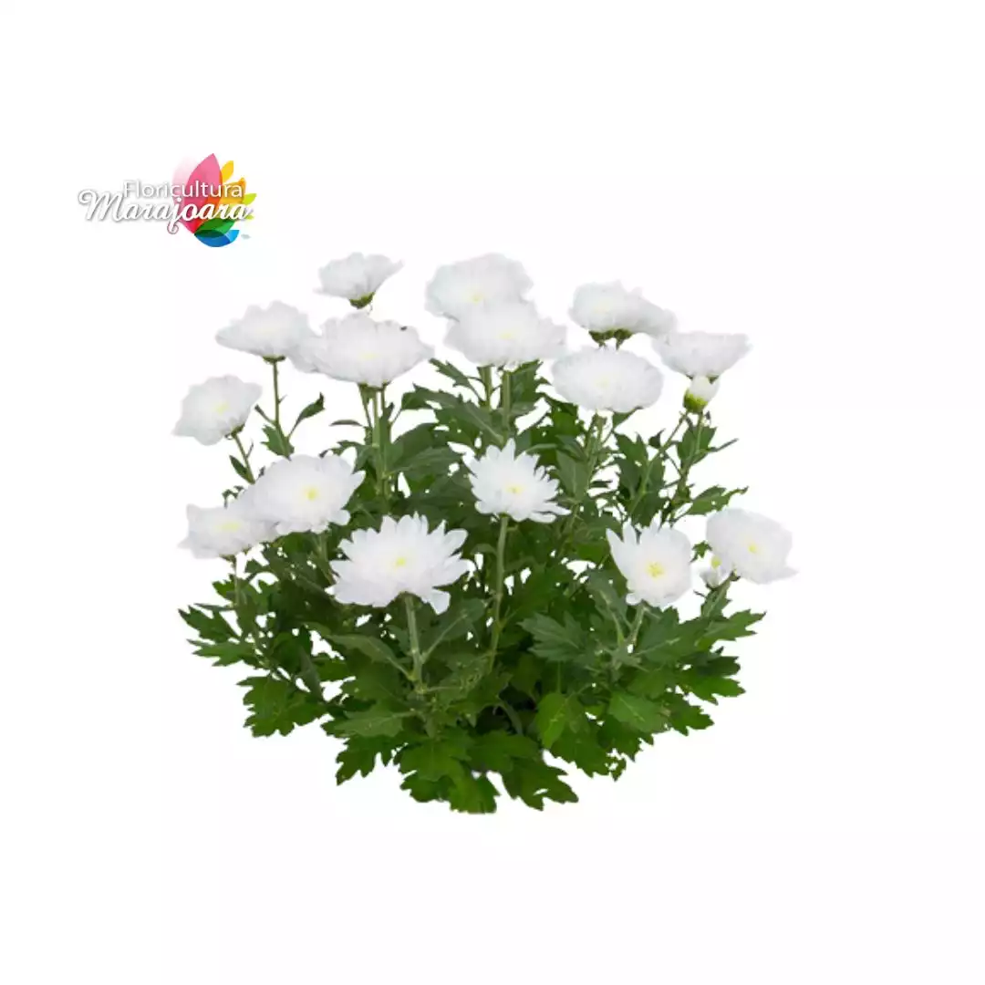 Crisântemo Branco Plantado P15