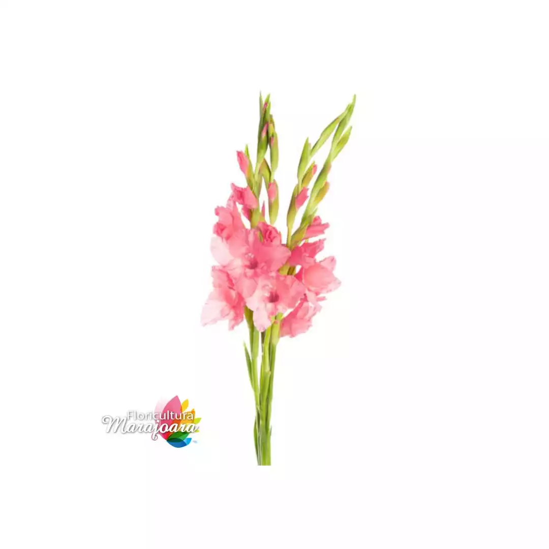 Palma (Gladíolo) Rosa