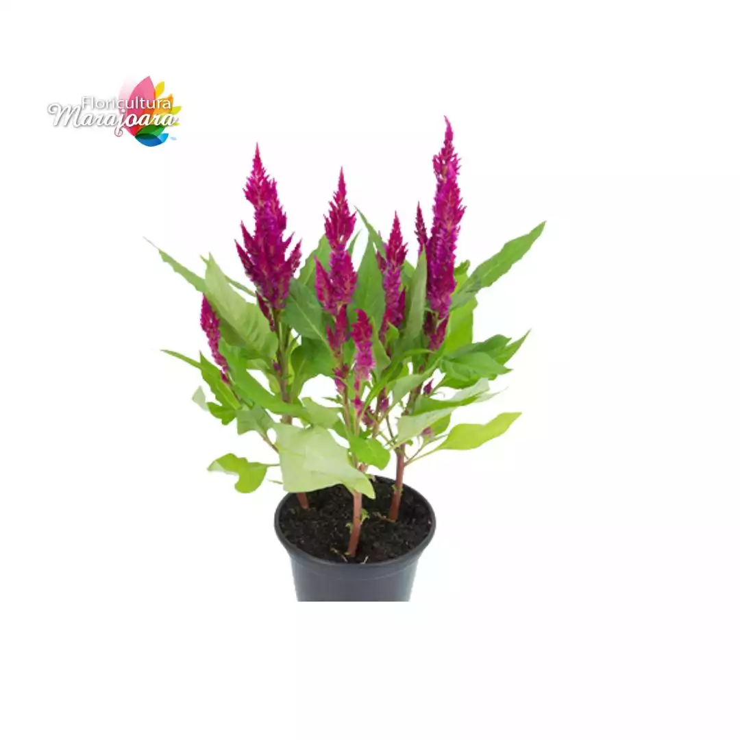 Celósia Rosa Plantada P14