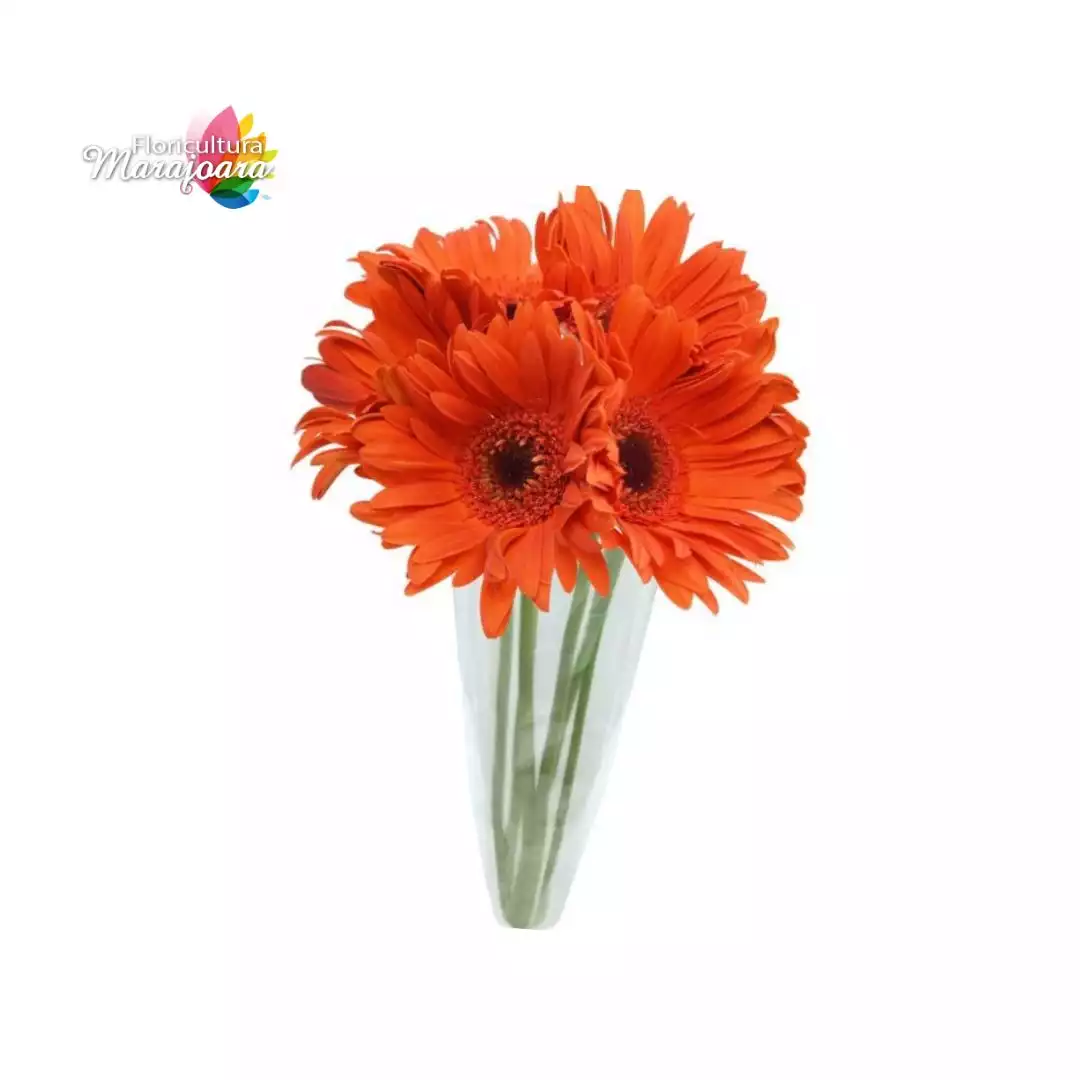Buquê de Gérbera Laranja