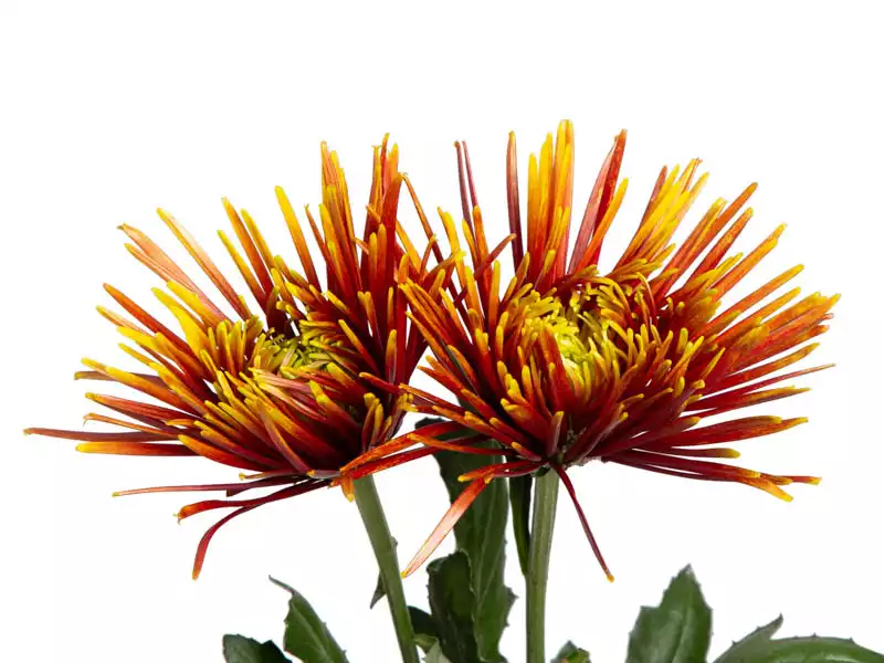 Anastácia Chispa haste