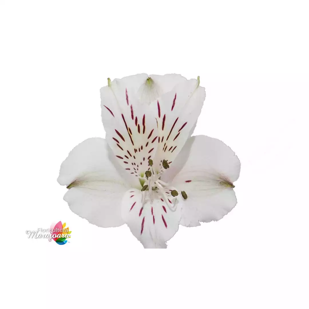 Astromélia Branca haste