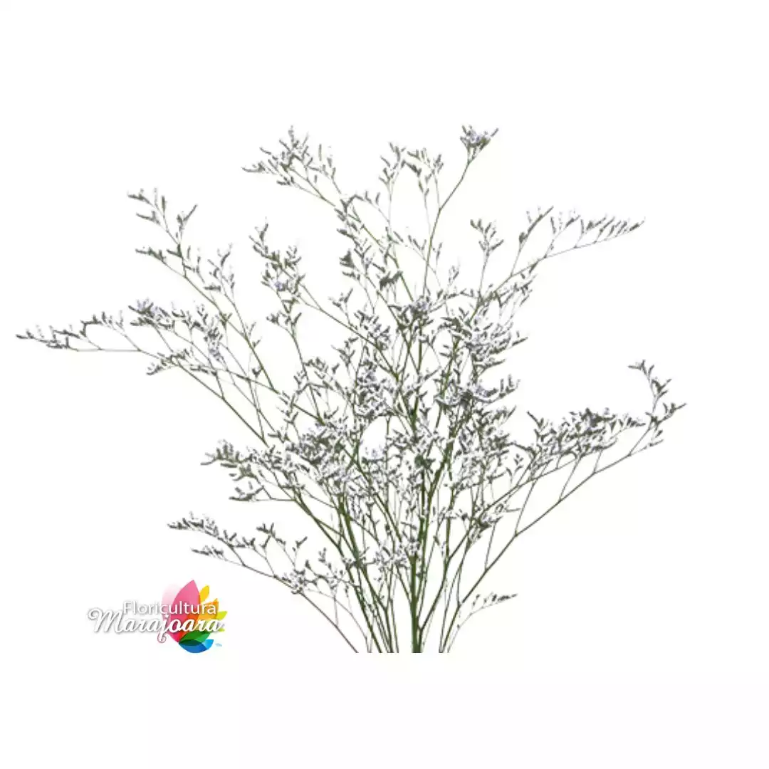 Limonium branco maço