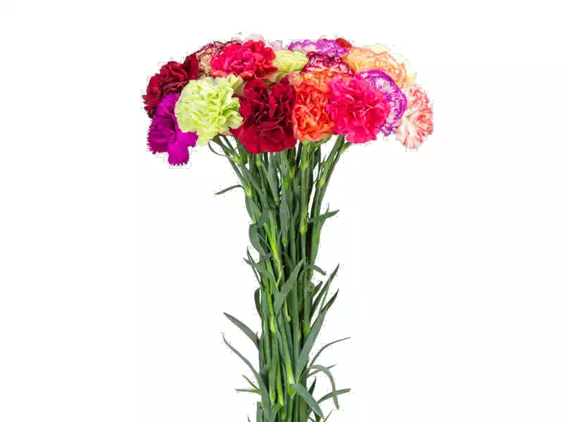 Cravo variado - haste