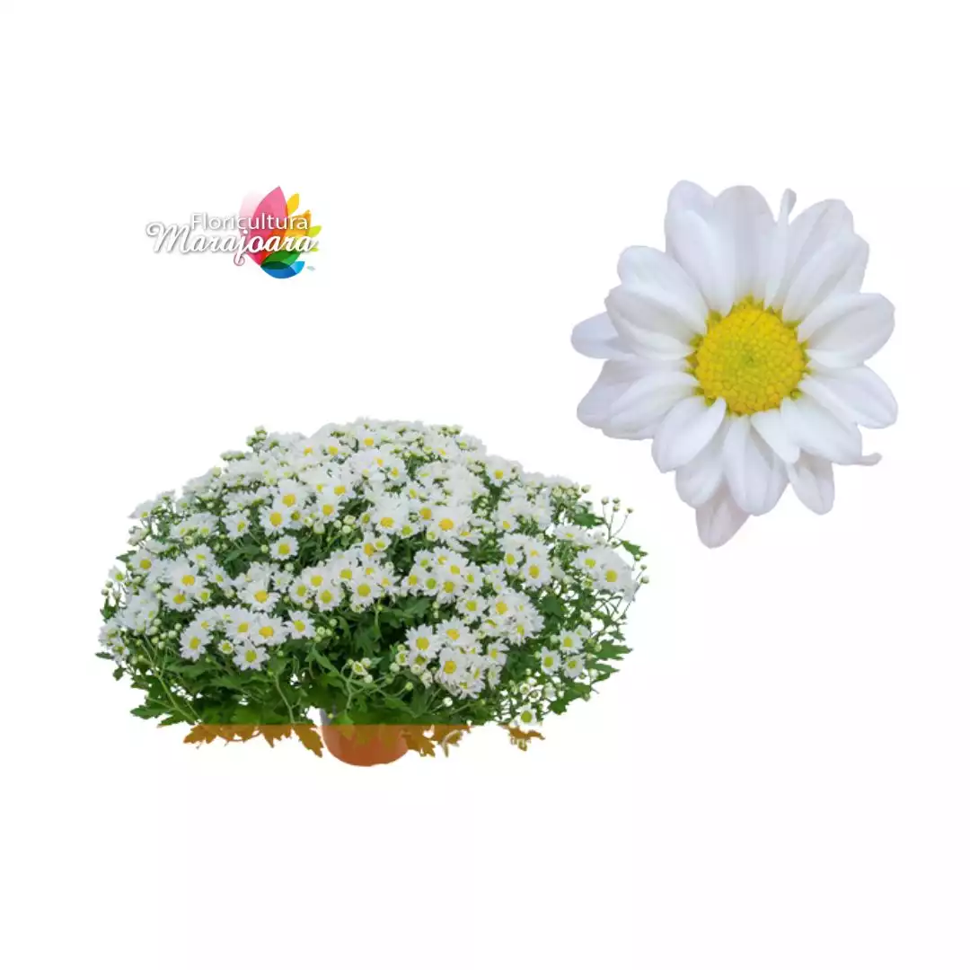 Crisântemo Bola Belga Branco Plantado P20