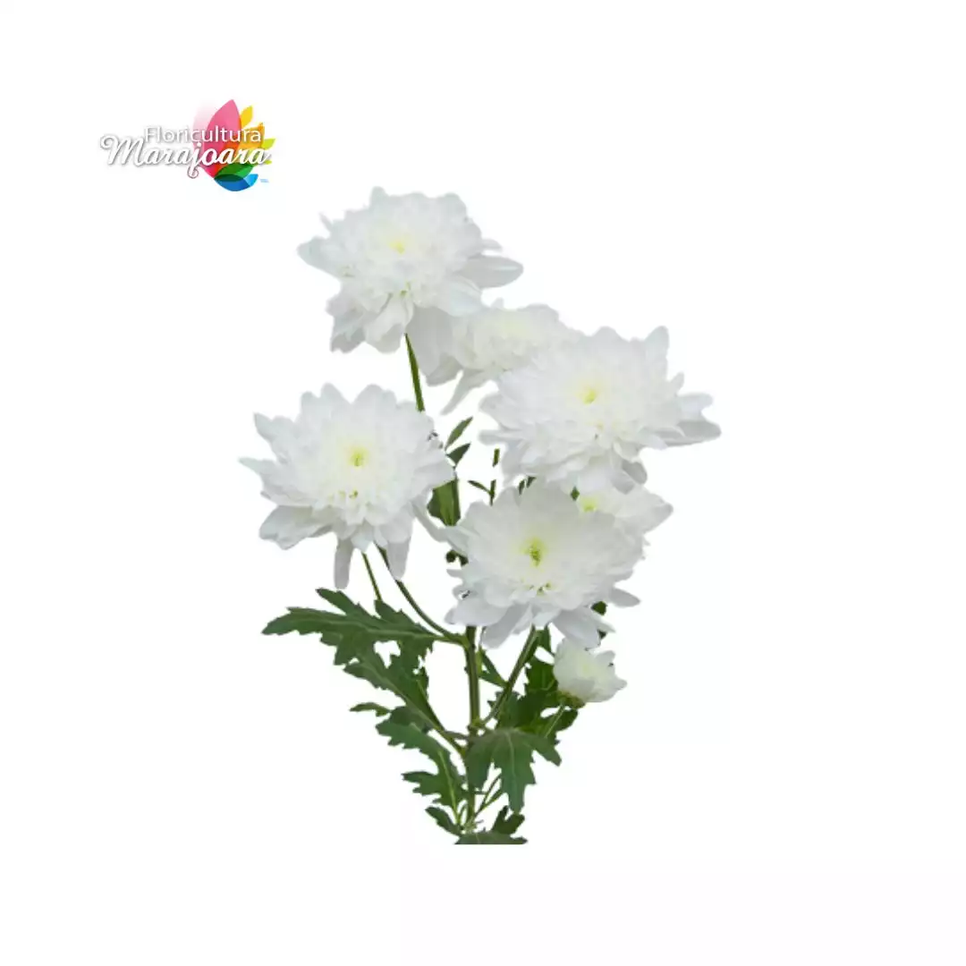 Crisântemo Branco maço