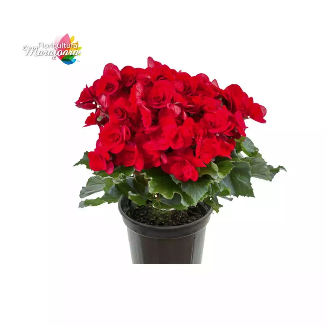 Begônia Vermelha Plantada P15