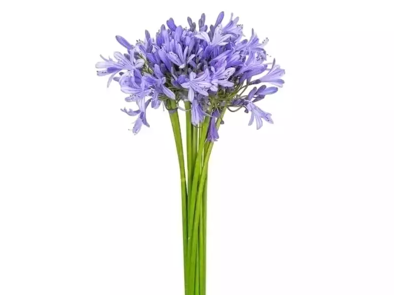 Agapantho azul haste