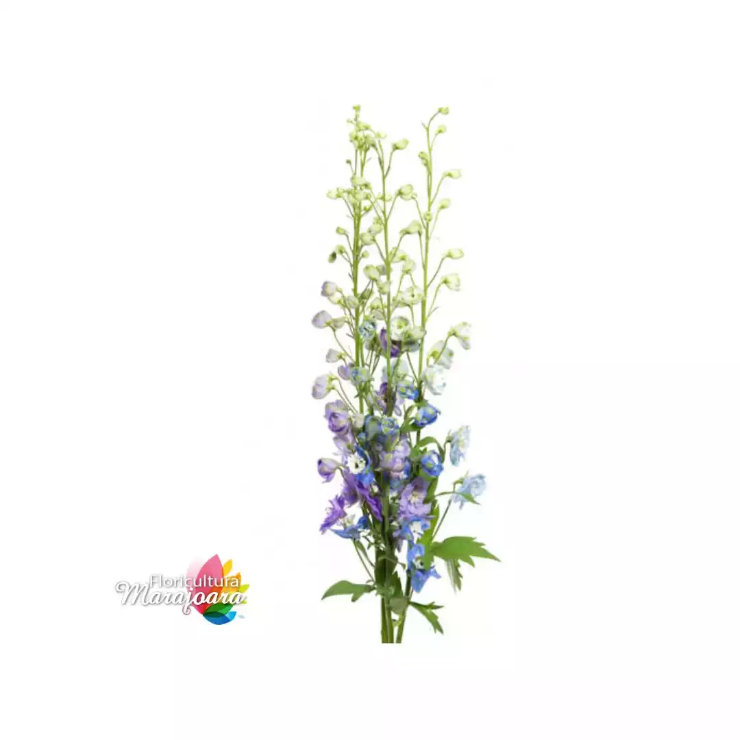Delphinium azul dz