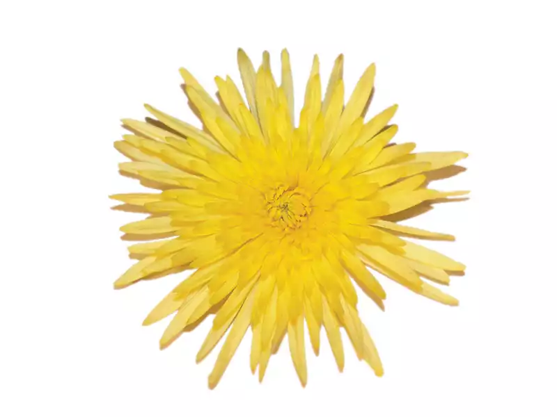 Anastacia Sunny haste