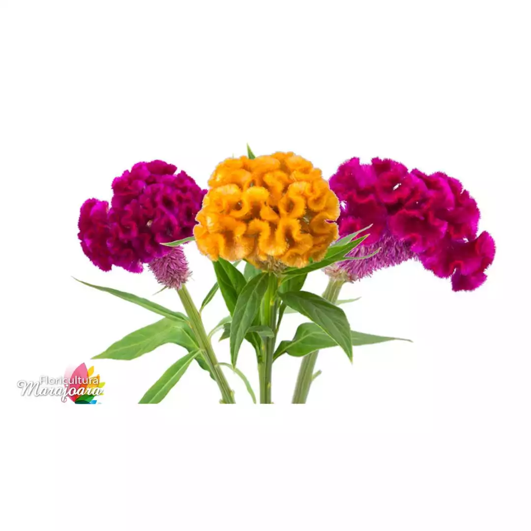 Celósia variada - haste