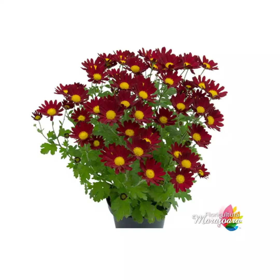 Crisântemo Vermelho Plantado P15