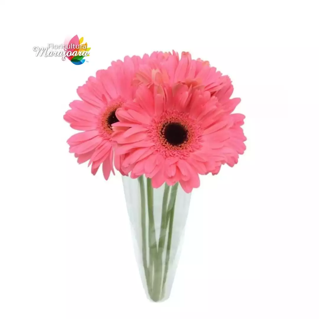 Buquê de Gérbera Rosa