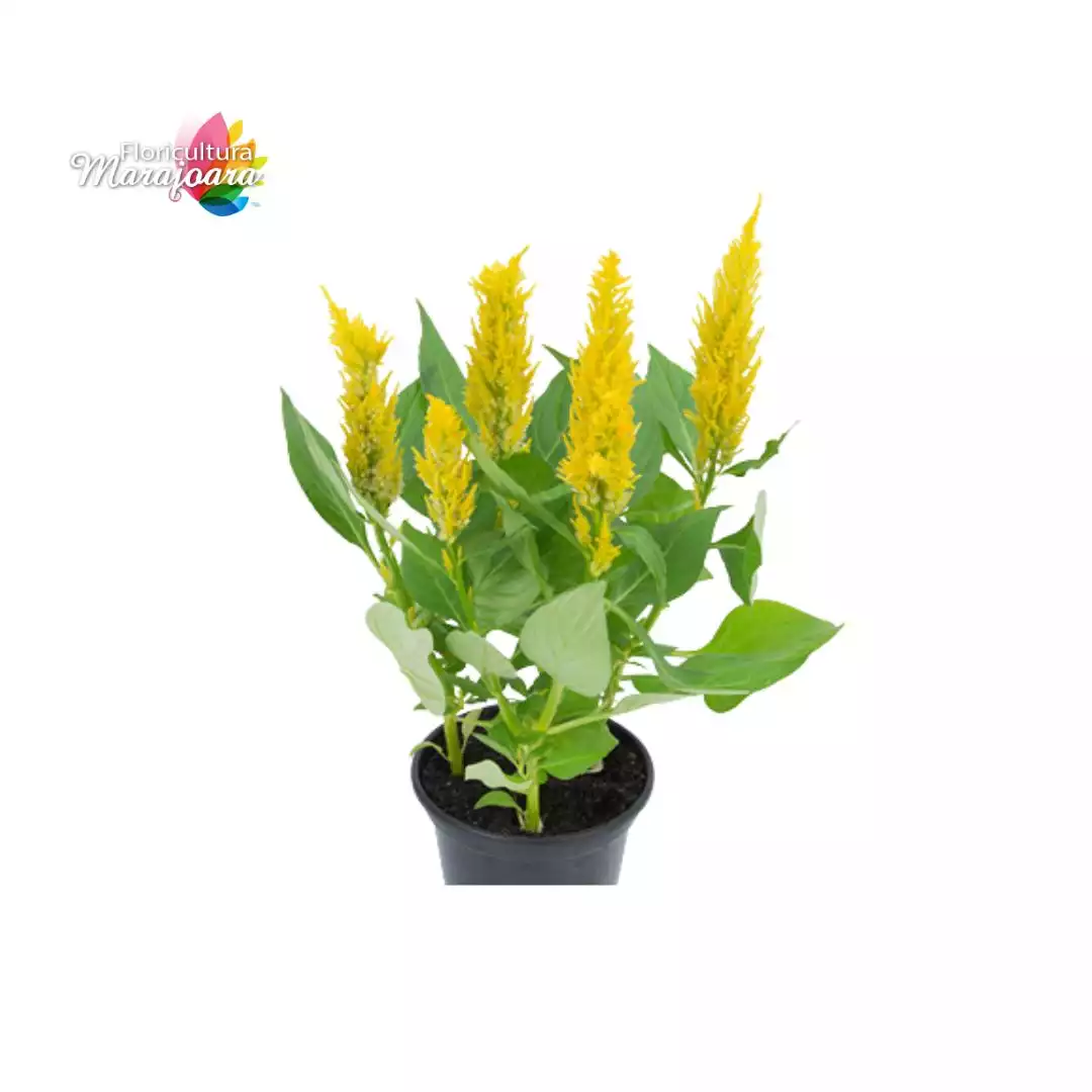 Celósia Amarela Plantada P14