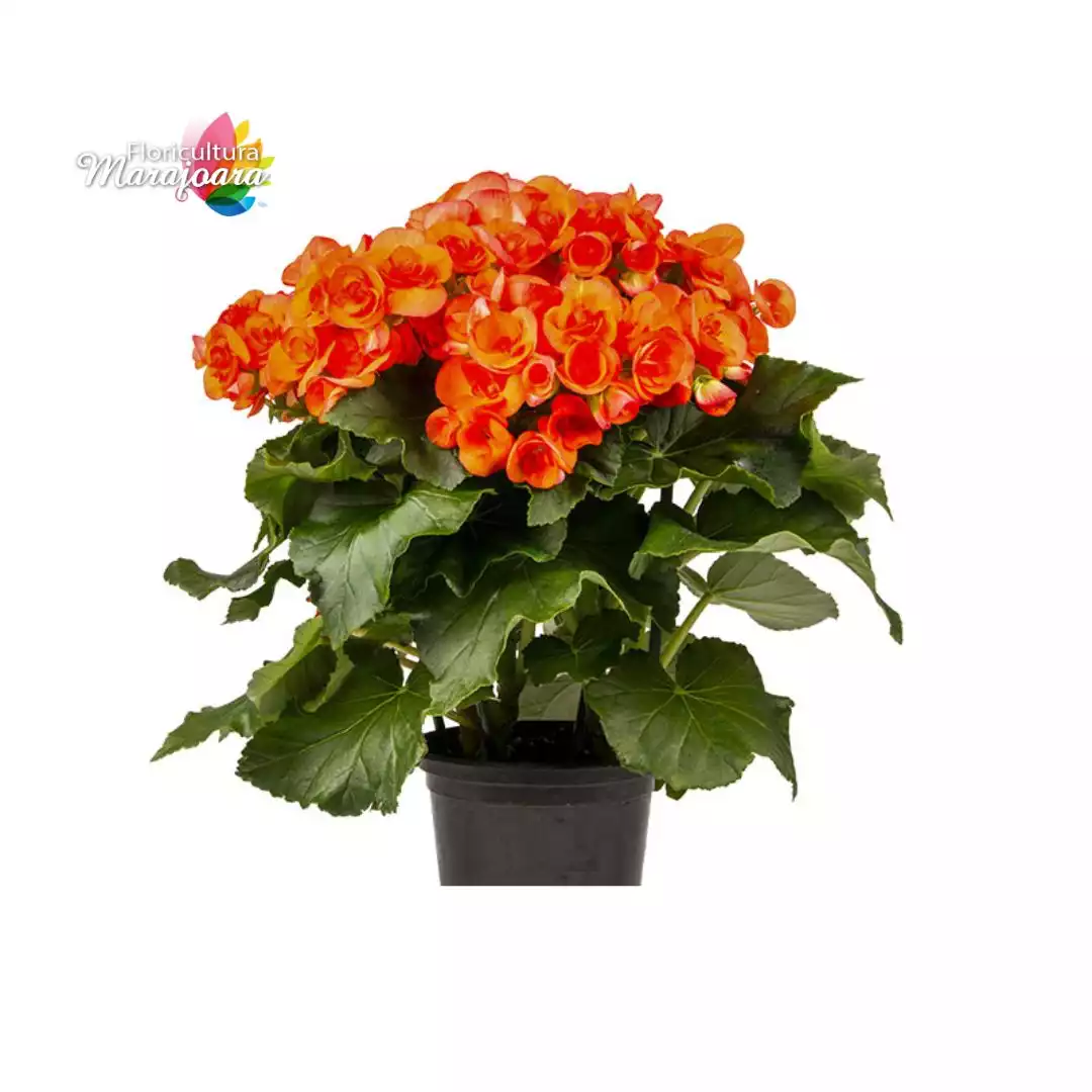 Begônia Laranja Plantada P15