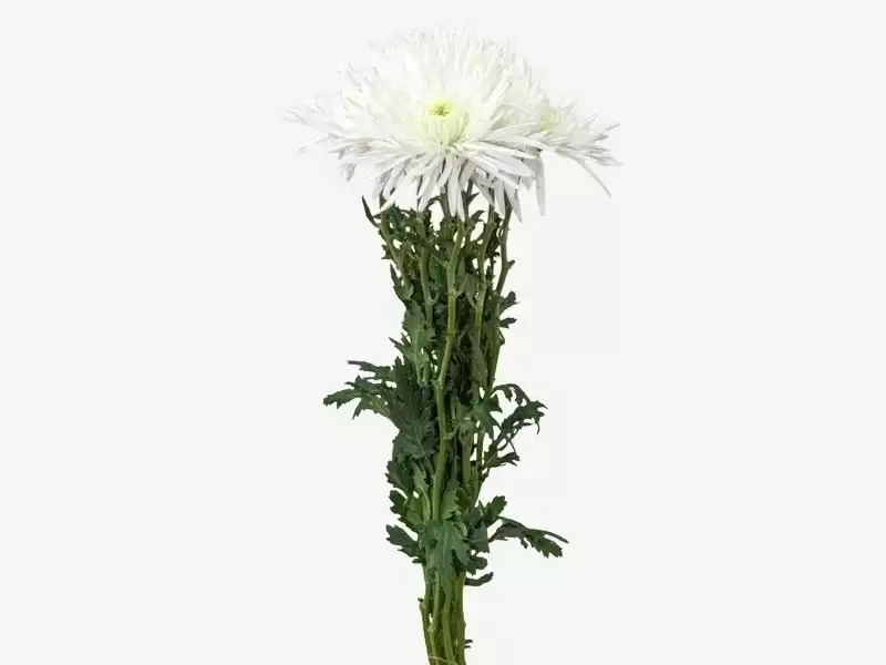 Anastacia Herrera Branco haste