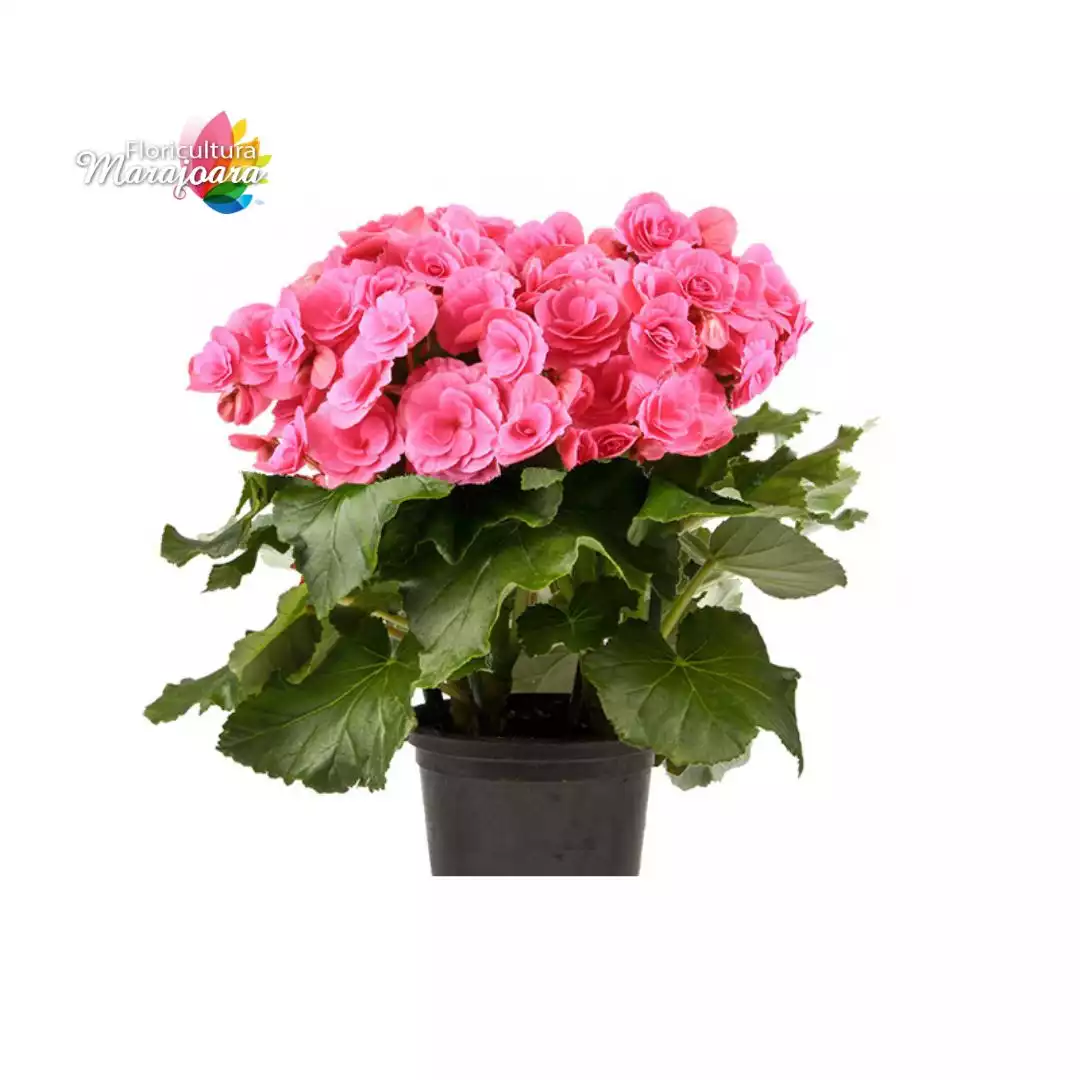 Begônia Rosa Plantada P11