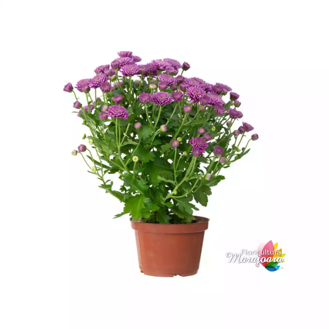 Crisântemo Pink Plantado P13