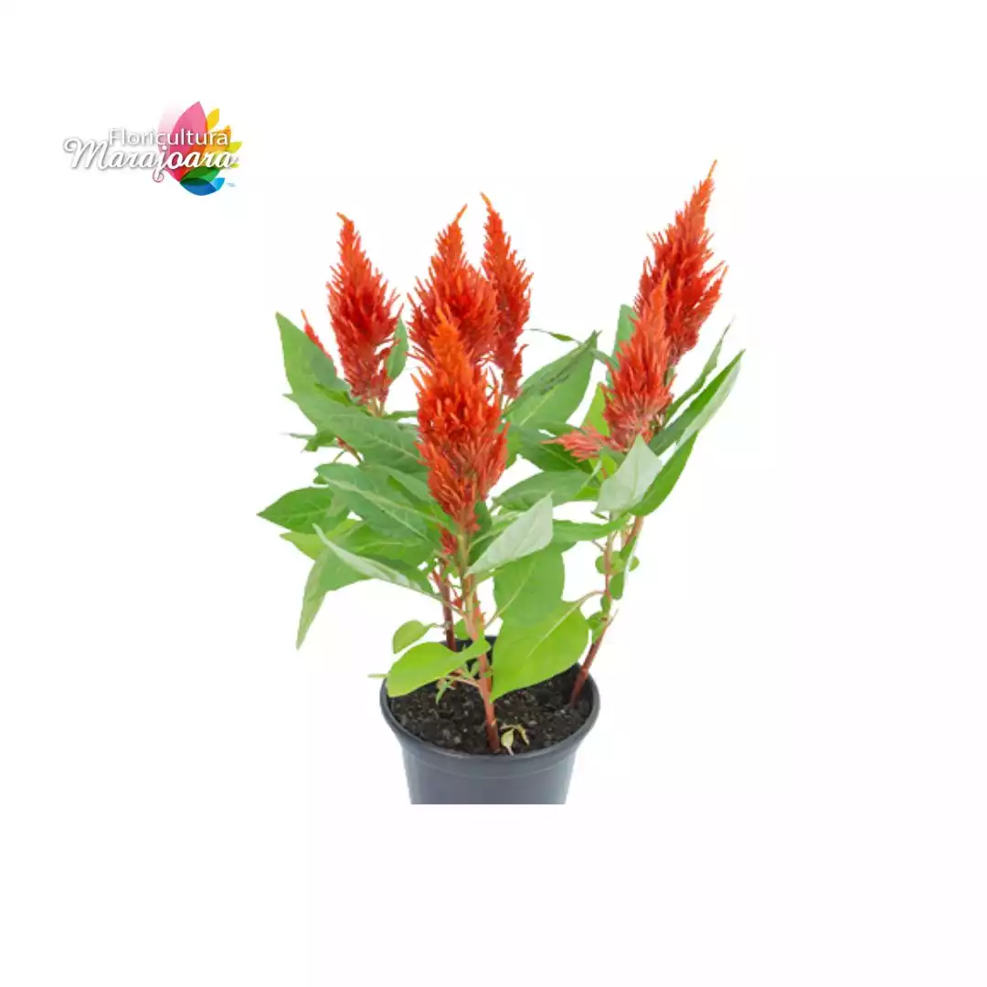 Celósia Laranja Plantada P14