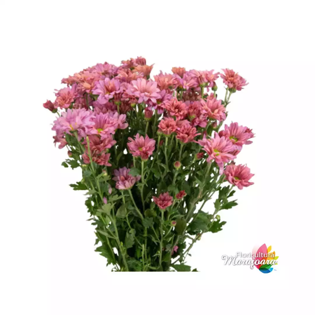 Crisântemo Salmão maço