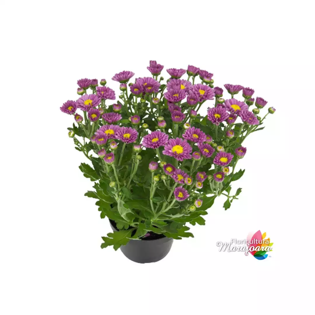 Crisântemo Rosa Plantado P11