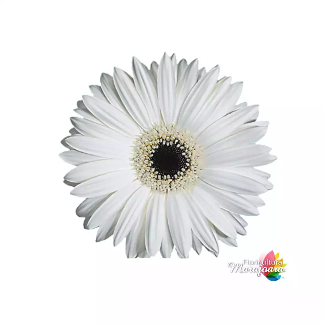 Gérbera Branca haste