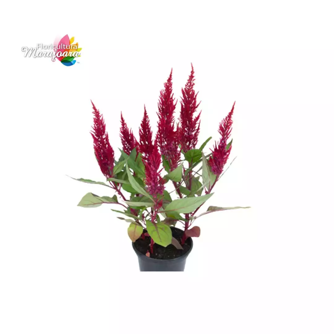 Celósia Vermelha Plantada P14